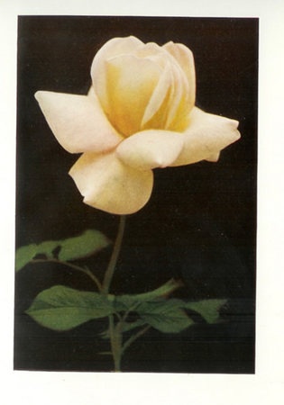 'Harry Kirk' rose photo