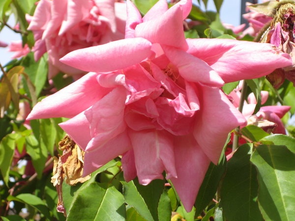 'Follette' rose photo