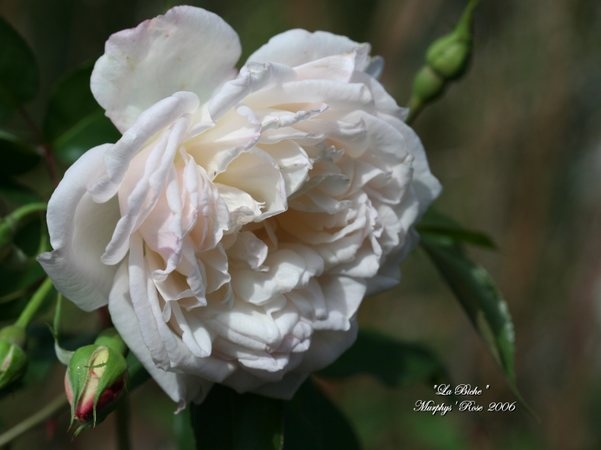 'Mademoiselle de Sombreuil' rose photo