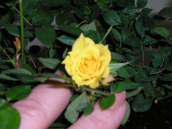'Patty Cakes ™' rose photo