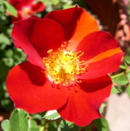 'Yoyo ™' rose photo