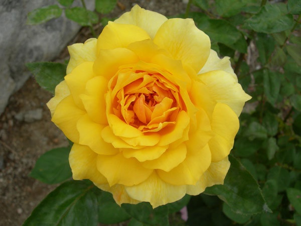 'Gold Glow' rose photo