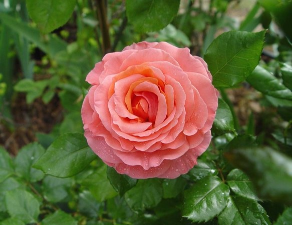 'Citrus Tease ™' rose photo