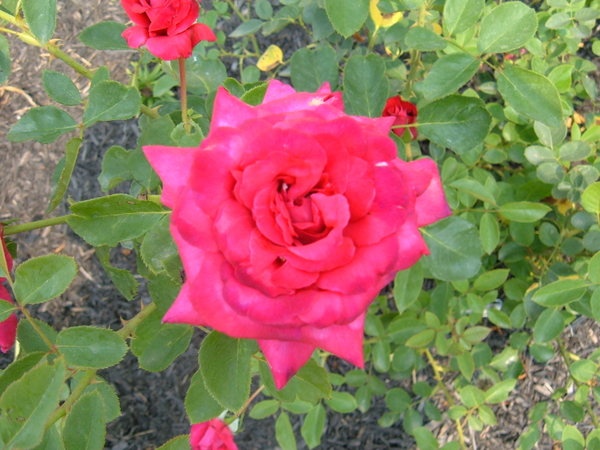 'Bob Hope' rose photo