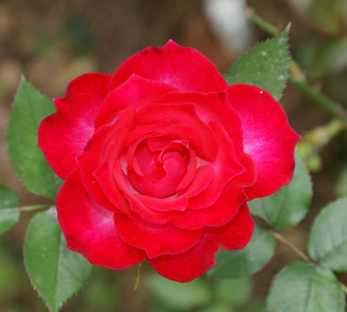 'Doris Morgan' rose photo