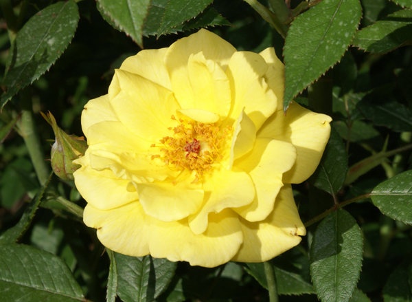 'Golden Halo' rose photo