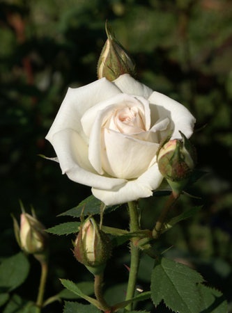 'Irresistible (Miniature, Bennett, 1989)' rose photo
