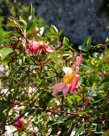 '<i>Rosa chinensis</i> f. <i>mutabilis</i> Rehder' rose photo