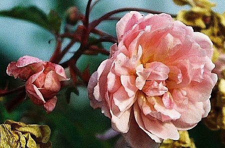 'Chamisso' rose photo