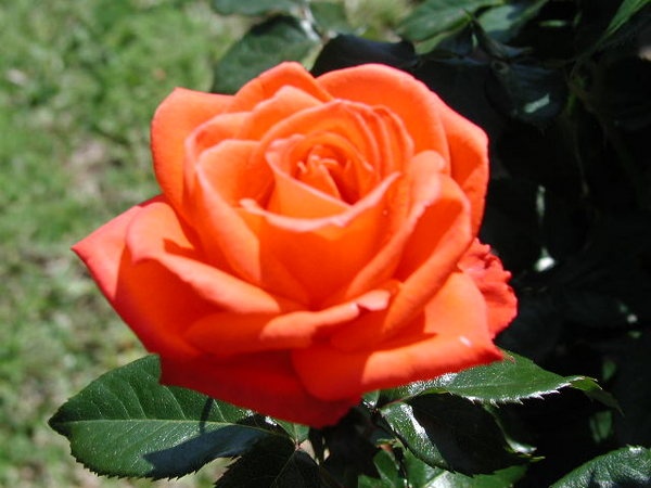 'Marina ® (floribunda, Kordes, 1974)' rose photo