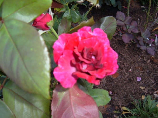 'Purple Passion ™' rose photo
