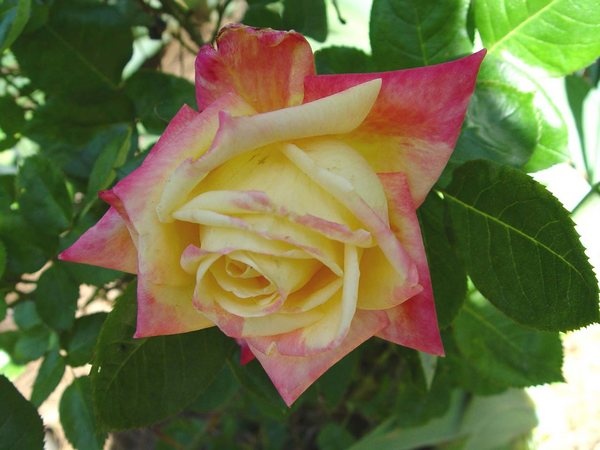 'Hondo (hybrid tea, Perry, 1998)' rose photo