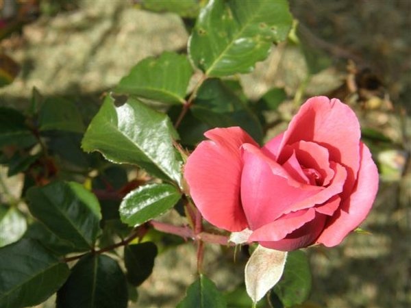 'Soraya ®' rose photo