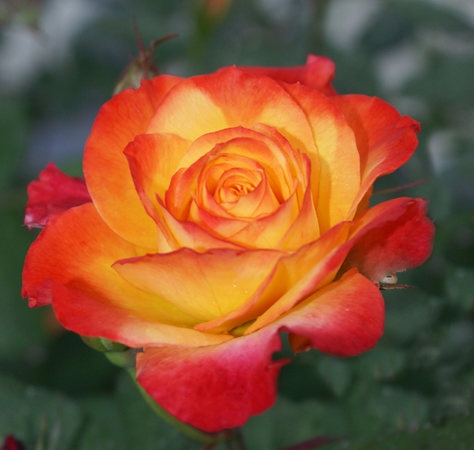 'Autumn Splendor ™' rose photo