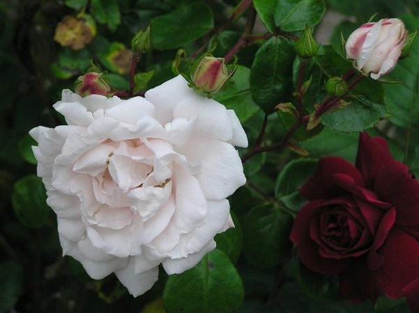 'Weisse New Dawn' rose photo