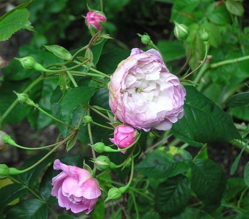 'Spectabilis (sempervirens)' rose photo