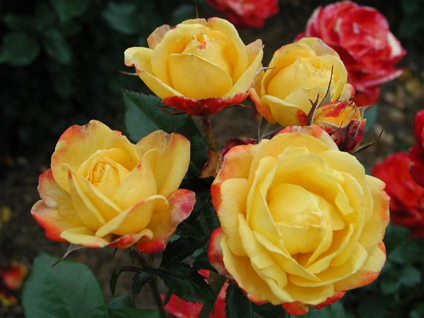 'Judy Garland' rose photo