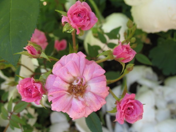 'Trinket' rose photo