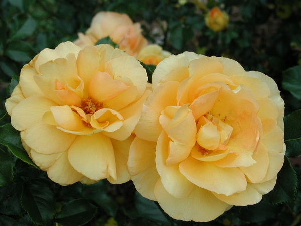 'Eureka ' Rose Photo