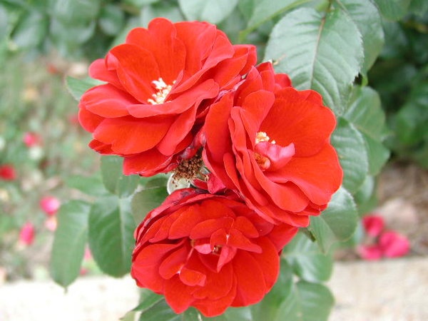 'Preference ™ (floribunda, Mouchotte/Meilland, 2003)' rose photo