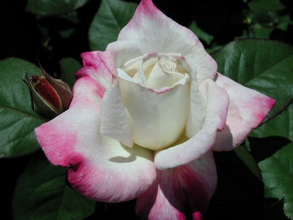 'Love Me Tender (hybrid tea, Certified Roses)' rose, click to enlarge 'Love Me Tender (hybrid tea, Certified Roses)' rose photo