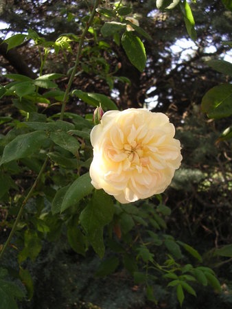 'Desprez à Fleur Jaune' rose photo