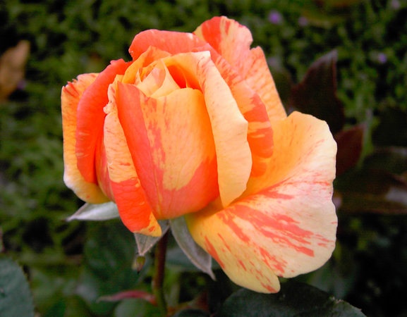 'Grace Donnelly' rose photo