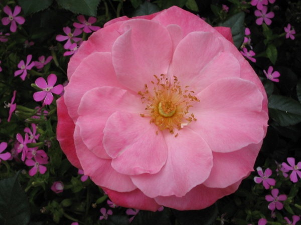 'Colchester Beauty' rose photo