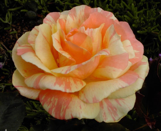 'Grace Donnelly' rose photo