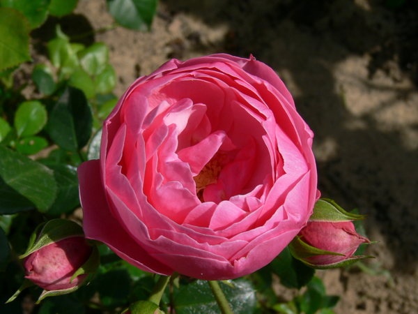 'Pomponella ® (floribunda, Kordes 2005)' rose photo