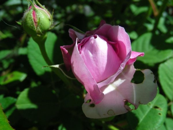 'Geschwinds Orden' rose photo