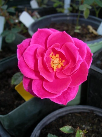'ARMXAR' rose photo