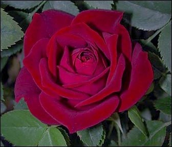 'TINdonn' rose photo