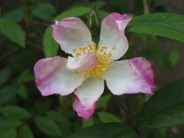'<i>Rosa uchiyamana</i> Makino' rose photo