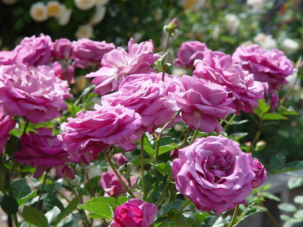 'Melody Perfume' rose photo