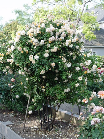 'Buff Beauty (Hybrid Musk, Bentall, 1939)' rose photo