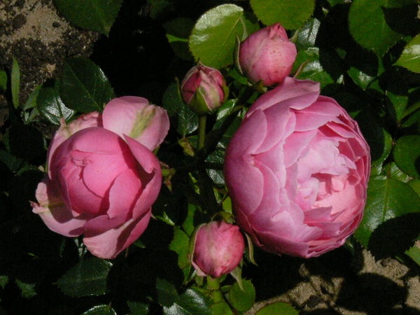 'Pomponella ® (floribunda, Kordes 2005)' rose photo