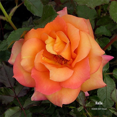 'Hallé (hybrid tea, Fryer before 2001)' rose photo