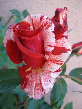 'WEKtorcent' rose photo