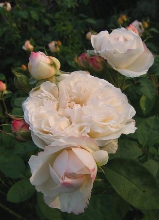'Winchester Cathedral ®' rose photo