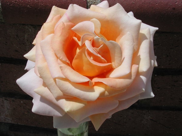 'Alpine Sunset ®' rose photo