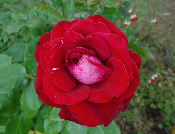 'Aleluia' rose photo