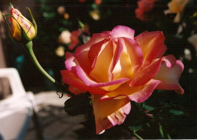 'Jean Piat ®' rose photo