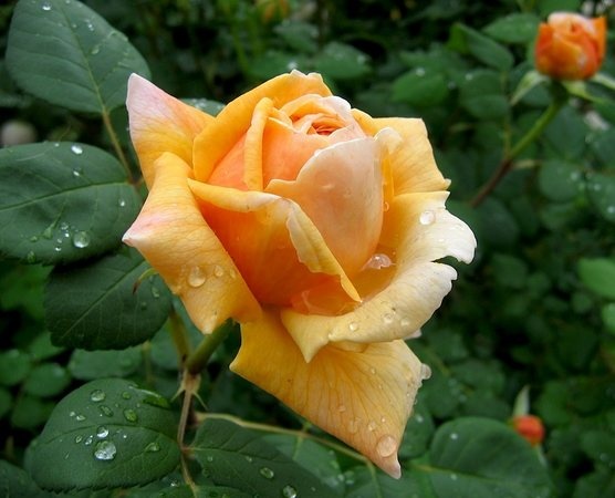 'Charles Darwin ® (English Rose, Austin, 1991/2001)' rose photo