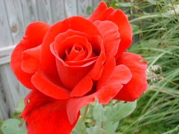 'Americana (hybrid tea, Boerner 1960)' rose photo