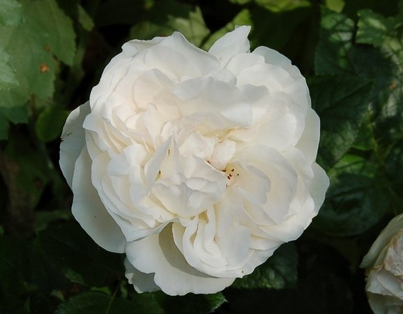 'Glücksstern' rose photo
