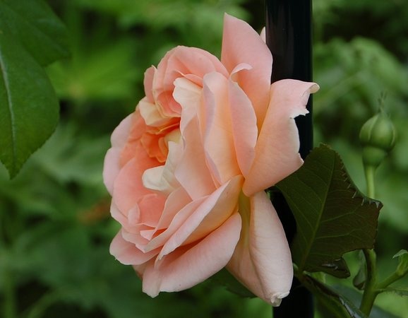'Bonita Renaissance' rose photo