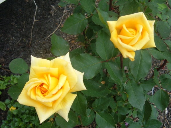 'Marco Polo (hybrid tea, Meilland, 1992)' rose photo