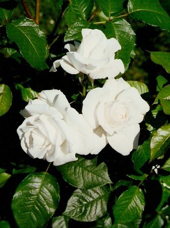 'Annapurna (hybrid tea, Dorieux 2000)' rose photo