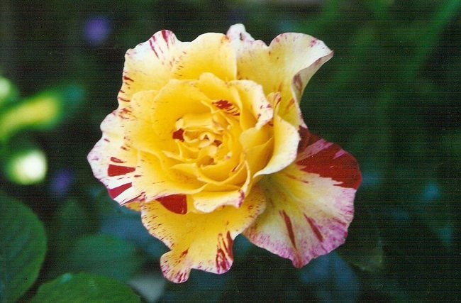 'Camille Pissarro ™' rose photo